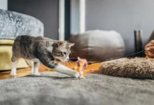 Photo of Сколько времени нужно играть с кошкой в течение дня?
