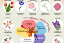 Photo of Как правильно выбрать цветы на 8 марта? Инфографика
