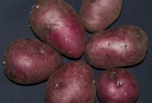 Photo of Какой самый популярный сорт картофеля?