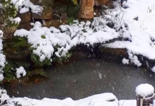 Photo of Чем могут навредить майские заморозки декоративному водоему на даче?