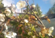 Photo of Удар холодом. Как выглядят «побитые» заморозками томаты, черешня и клубника