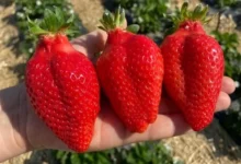 Photo of Какой самый популярный сорт клубники?