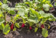 Photo of Какой самый популярный сорт редиса?