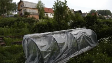 Photo of Можно ли срубить дерево, выросшее на дачном участке?