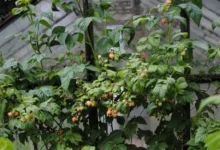 Photo of Какой мороз выдерживает малина?