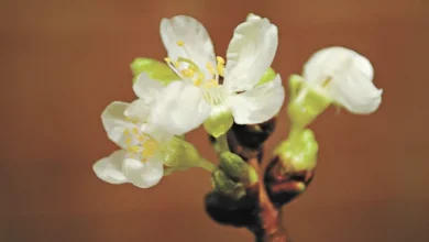 Photo of Какую минусовую температуру выдерживает цветущая черешня?