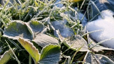 Photo of Заморозки вернутся. Какую температуру выдерживает рассада на улице