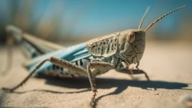 Photo of PNAS: личинки саранчи появляются на свет с запасом еды