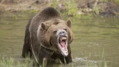 Photo of Как часто медведи нападают на людей?