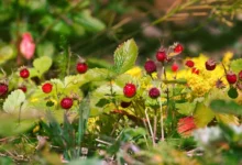 Photo of Срочная помощь. Что делать, если у клубники покраснели листья
