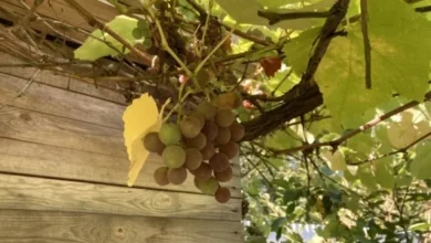 Photo of Удивительный продукт на ваших грядках. Как собрать виноградный сок из лозы