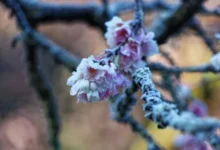Photo of При какой температуре замерзают цветы вишни?