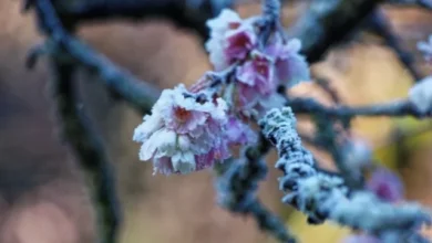 Photo of При какой температуре замерзают цветы вишни?
