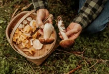 Photo of Тихая охота. Какие грибы можно и категорически нельзя собирать в лесу?