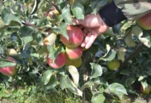 Photo of Снимем стресс! Агроном Никоноров открыл, как ухаживать за яблонями в июле