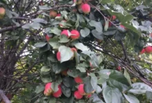 Photo of Не боятся дождя. Топ-6 сортов яблонь, которые не умрут от грибных болезней