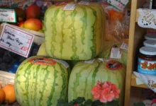 Photo of Как вырастить квадратные арбузы?