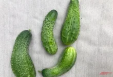 Photo of Почему огурцы изгибаются, и как вырастить их ровными?