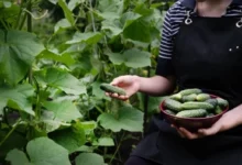Photo of Будут до холодов! Как продлить плодоношение огурцов в грунте и теплице