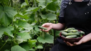 Photo of Будут до холодов! Как продлить плодоношение огурцов в грунте и теплице