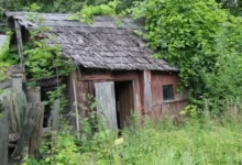 Photo of Хлам и сорняки. Что изменится с 1 сентября при изъятии земельных участков