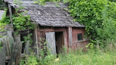 Photo of Хлам и сорняки. Что изменится с 1 сентября при изъятии земельных участков