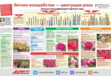 Photo of Полная классификация роз. Инфографика