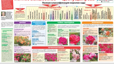 Photo of Полная классификация роз. Инфографика