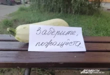 Photo of Топ-25 дачных анекдотов. Наступил сезон шуток про кабачки