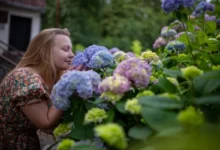Photo of Соседи обзавидуются. Как продлить и усилить цветение гортензии