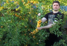 Photo of Урожайная альтернатива сливе. Какие сорта алычи подходят для средней полосы