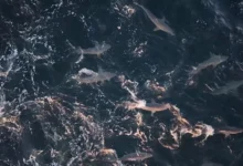 Photo of В США засняли скопление сотен акул, выпрыгивающих из воды