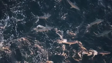 Photo of В США засняли скопление сотен акул, выпрыгивающих из воды