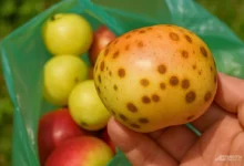 Photo of Горькая ямчатость. Почему появляется патология яблок и как с ней бороться
