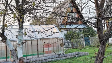 Photo of Успеть до конца сентября. Список самых важных дел на дачном участке