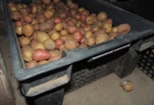 Photo of Погубят собранный урожай. 5 главных ошибок при хранении картофеля