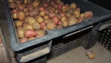 Photo of Погубят собранный урожай. 5 главных ошибок при хранении картофеля