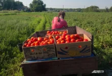 Photo of Без плесени и гнили. Агроном Терентьев — о хранении и дозаривании томатов