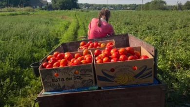 Photo of Без плесени и гнили. Агроном Терентьев — о хранении и дозаривании томатов