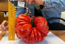 Photo of Как вырастить помидоры-гиганты? Борис Сонин раскрывает свои секреты