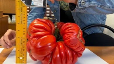 Photo of Как вырастить помидоры-гиганты? Борис Сонин раскрывает свои секреты