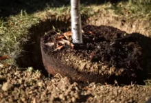 Photo of Ленивый сад. Пять секретов безупречной осенней посадки