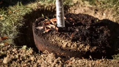 Photo of Ленивый сад. Пять секретов безупречной осенней посадки