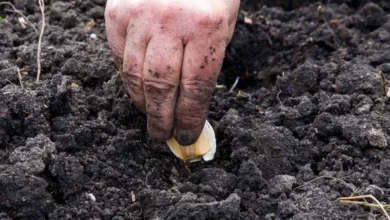 Photo of Надежные, зимостойкие, урожайные. Лучшие сорта чеснока для Подмосковья