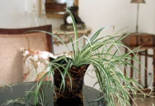 Photo of Для новичка. Садовод Туманов назвал топ-6 неприхотливых комнатных растений