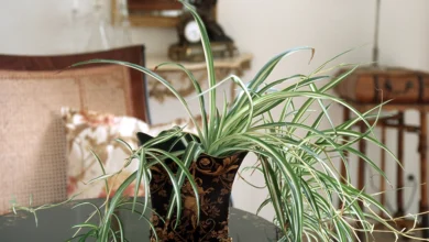 Photo of Для новичка. Садовод Туманов назвал топ-6 неприхотливых комнатных растений