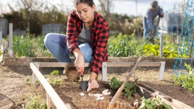 Photo of Устройство зубчатого механизма. Когда, где и как нужно сажать озимый чеснок