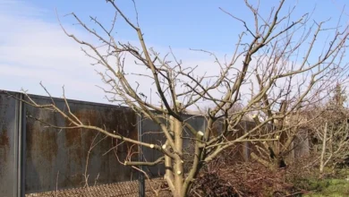 Photo of Как лучше для деревьев? Осенняя обрезка сада — все за и против