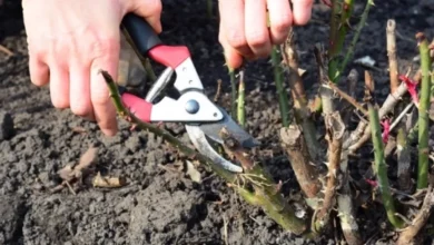Photo of Осенние хлопоты в саду. Готовим цветники к холодам и защищаем от вредителей