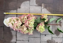 Photo of Укрытие, обрезка, посадка. Уход за метельчатой гортензией по сезонам